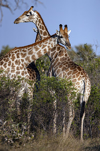 水貂毛男GiraffeGiraffacomerlopodardalis非洲一对偶毛乌龟哺乳动物非洲最高的陆地动物和博茨瓦纳最大的反暴动背景