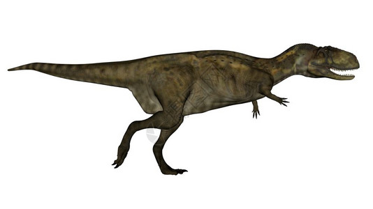 史前使成为肉食安倍龙恐在白色背景中与世隔绝3D化为安倍龙恐3D化为图片