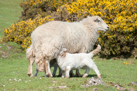 母绵羊奶的羔亲哺乳动物图片