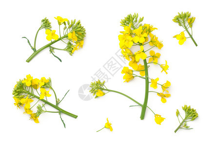 植物生长春天Brassicanapus花朵白色背景的种子花朵白背景的种子花朵被孤立图片