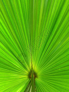 叶子质地有阳光的棕榈叶背景森林图片