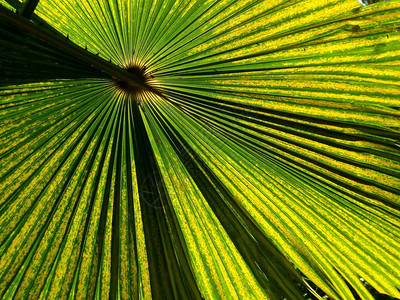 森林叶子新鲜有阳光的棕榈叶背景图片