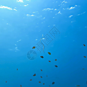泰国水下照片爬虫蓝色海洋中的条纹蛇图片