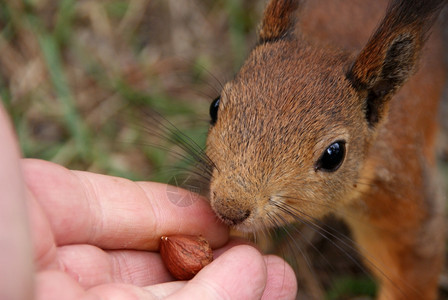 蓬松的棕色鼠从一只手中取出个坚果种背景图片