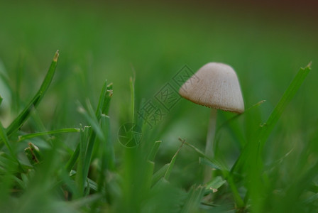 蘑菇草蔬菜帽图片