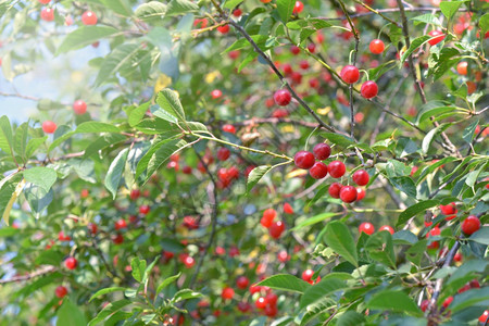 营养美丽的樱桃树叶子上长满了红色成熟的果实园花图片