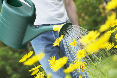 多年生用绿水罐给黄夏花浇灌的绿水罐能够浇图片