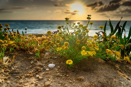 海边生长的小黄花图片