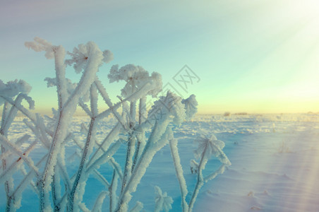 旅行寒冷的天空冬季景观冻花浅深图片