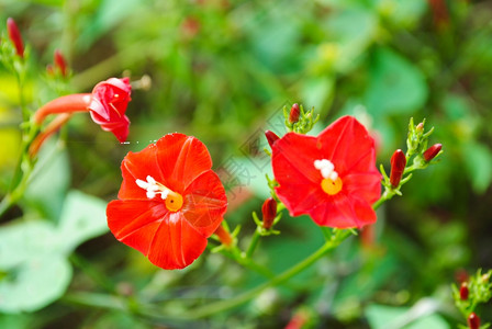 红色的小花朵图片