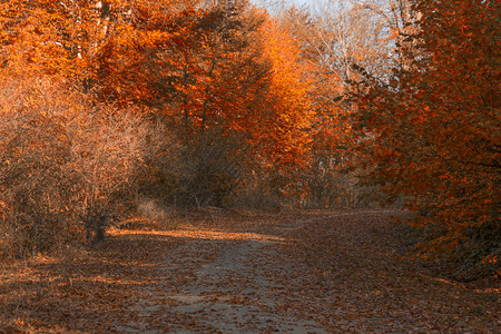 秋季红叶森林风光图片