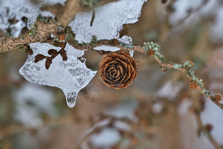 植物群冬天学美丽的冬季场景深浅的寒冷树枝田地冰雪与水滴和锥形冰冻的雪相握图片