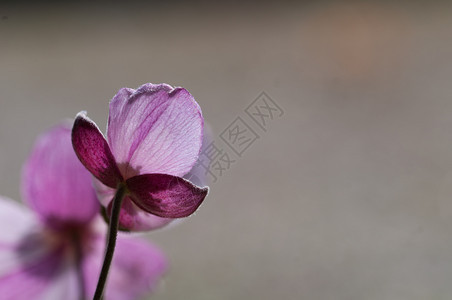 分支在天然背景的阿葵花上紧贴着粉红色阿内蒙花自然草本图片