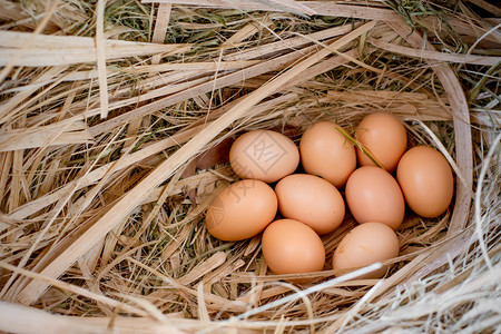 巢里九个鸡蛋图片