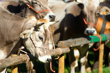 乡村的牛奶动物意大利北部山脉的波文博芬美集市图片