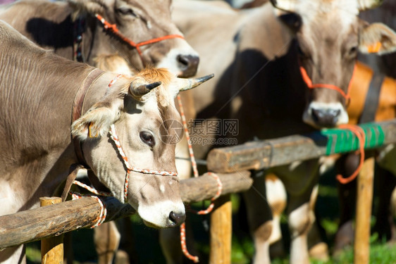 乡村的牛奶动物意大利北部山脉的波文博芬美集市图片