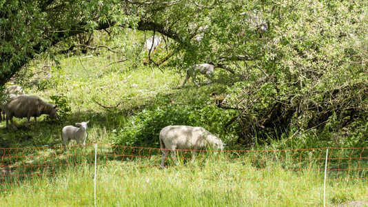 一种哺乳动物农场在草地的羊群中Elbe公园图片