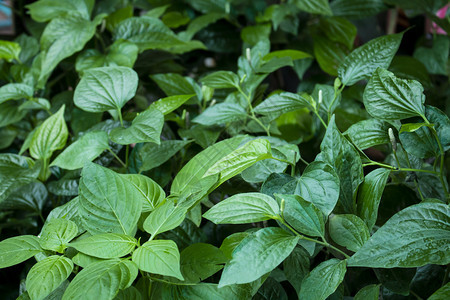 绿色草本植物背景图片