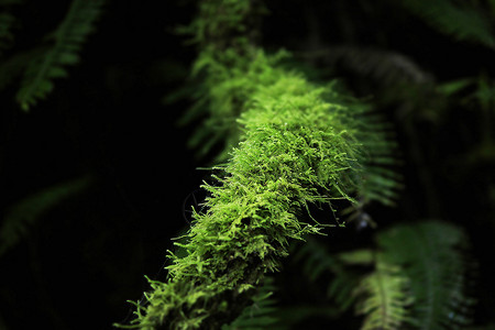 蕨类植物图片