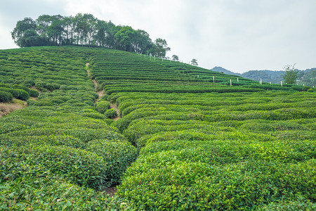 绿色茶园图片