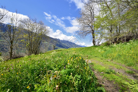 在下面阿尔卑斯山景观春天多云的空下长满草高山小径图片