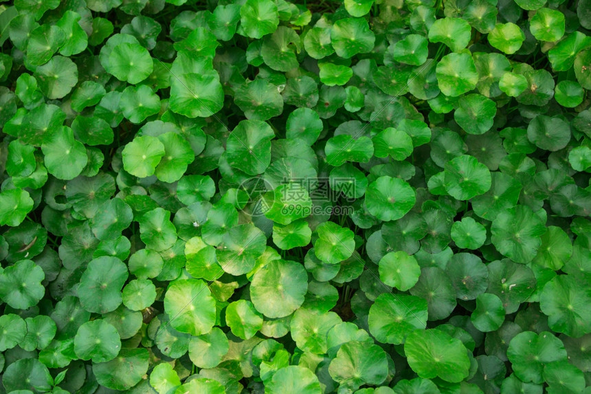 运气闪电绿色草的青花毯图片
