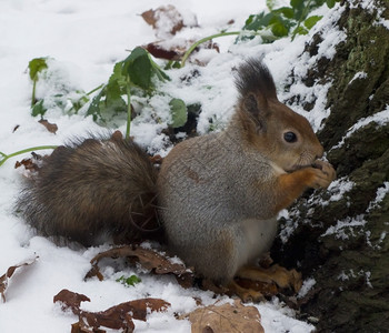 雪地里的小松鼠图片