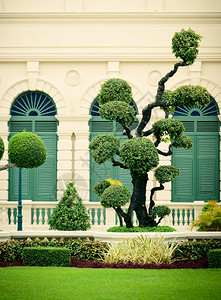 园艺栽培的泰国曼谷大宫草坪上装饰树泰国曼谷阿尔巴耶夫图片