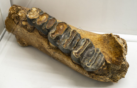 古老动物的牙齿有长毛的骨嘴自然博物馆图片
