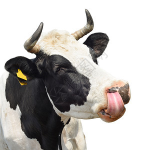 动物农场疯狂的在白牛口罩上被孤立的有趣奶牛关闭黑白肖像图片