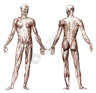 人体解剖肌肉系统的旧版画人体肌肉系统智老的药物图片