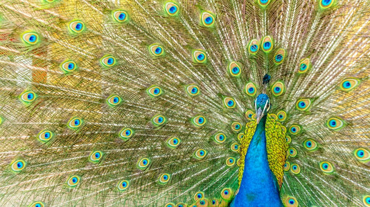 自然鸟优雅一个美丽的雄孔雀炫耀其多彩羽毛图片