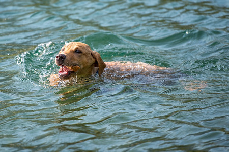 寻回犬玩格里夫斯拉布多猎犬在水中动物图片