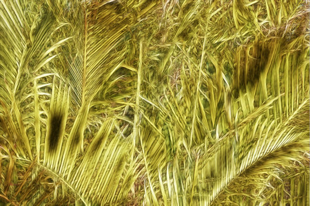 创造力艺术品黄树和绿棕榈叶背景摘要抽象的图片