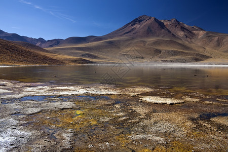 米斯坎蒂智利北部阿塔卡马沙漠安第斯山脉的顶高原上LagunaMiscanti和MinidquesVolcano高地风景优美图片