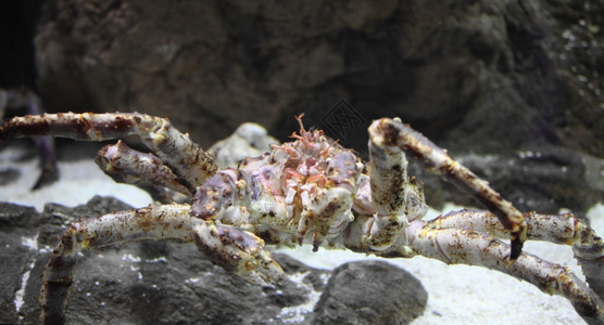 钳猎人爪子巨蟹的下巴图片