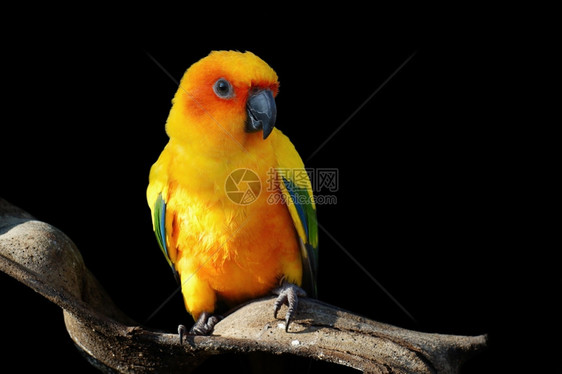 飞行美丽的黄鹦鹉鸟在黑色背景中被隔离在外橙图片