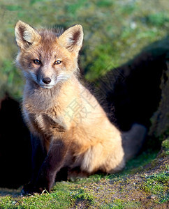 红色的动物脸婴儿狐狸图片