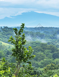 门户14墨西哥恰帕斯的森林风景与山岳交汇于墨西哥恰帕斯自然丛林图片