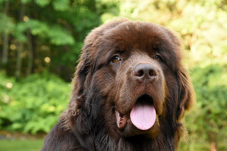 新闻哺乳动物夏天的纽芬兰狗可爱的甜美棕褐色小狗新手高清图片