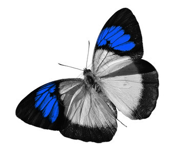 自然在白色背景上孤立的蓝蝴蝶白色充满活力图片