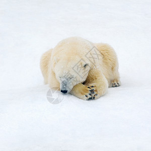 北極熊白雪上北极熊休息的动物北极熊白色的肉食动物斯克莱兹涅夫背景