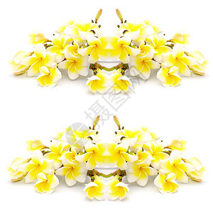 黄色的美丽白背景上孤立的多彩黄色李花朵美丽图片