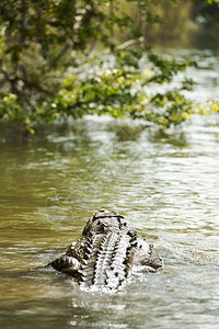 恰帕斯危险在丛林河中鳄鱼淡水在丛林河中游泳的图片