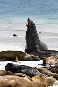 哺乳动物艾伦厄瓜多尔加拉帕戈斯群岛埃诺拉园丁湾的Zalophophuscalifornianus狼背海图片