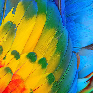 异国情调羽毛美丽的鸟斯嘉麦考的花羽背景自然图片