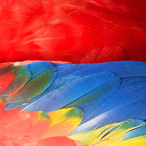 美丽的鸟羽斯嘉麦考的花羽背景金刚鹦鹉彩虹羽毛图片