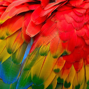 多彩鸟类羽毛斯嘉丽麦考羽毛背景鹦鹉野生动物质地图片