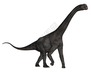 形象的布朗托马鲁斯恐龙在白色背景中孤立行走3D化为布朗托梅罗斯恐龙3D化为白色的古艺术图片