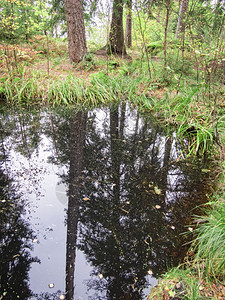 吠森林湖中树木的反射和水中树木的反射绿色叶子图片